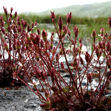 some bog plant