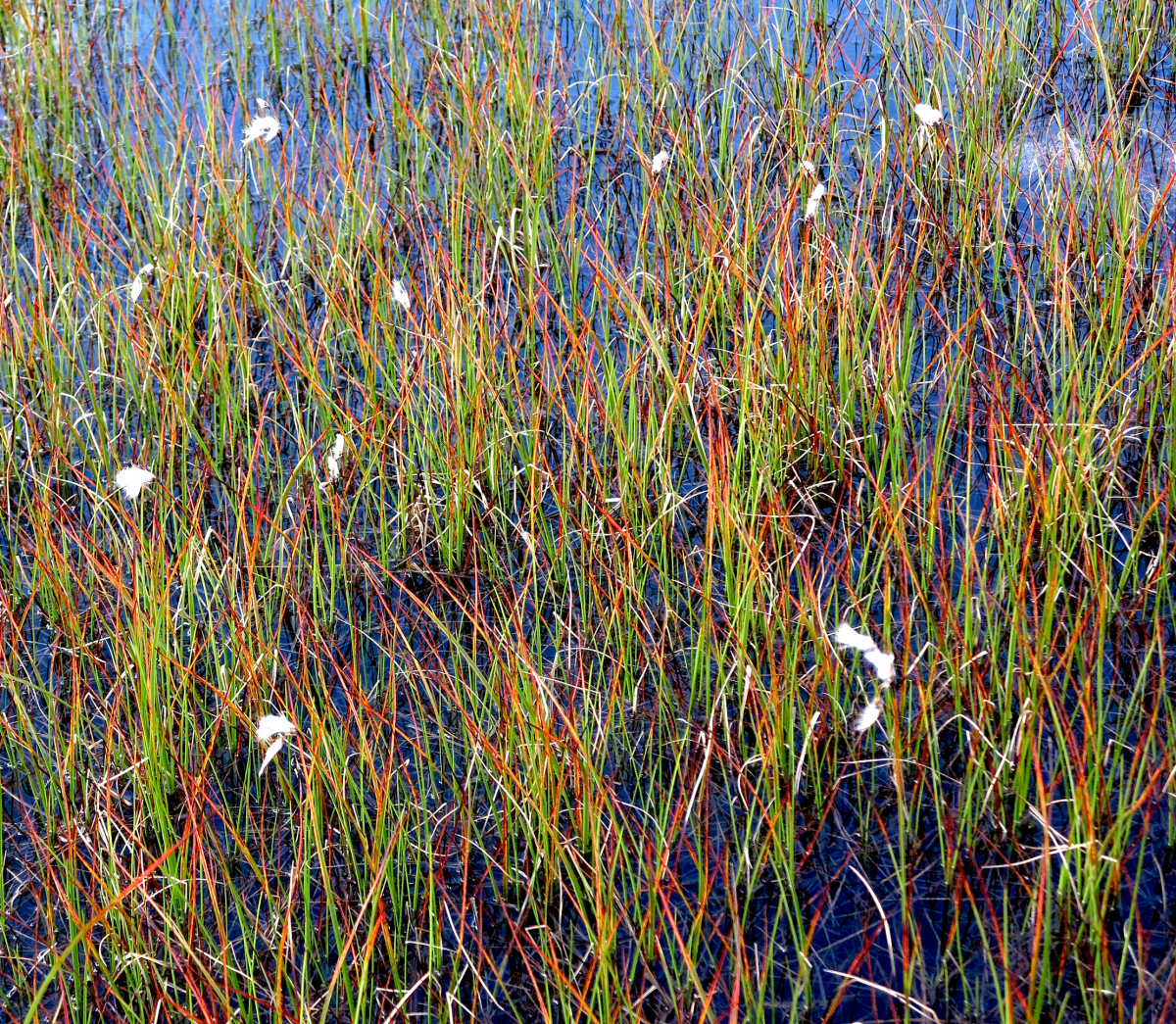 bog