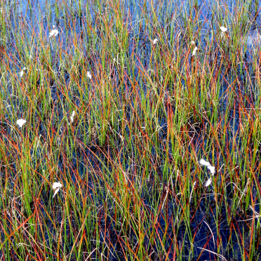 bog