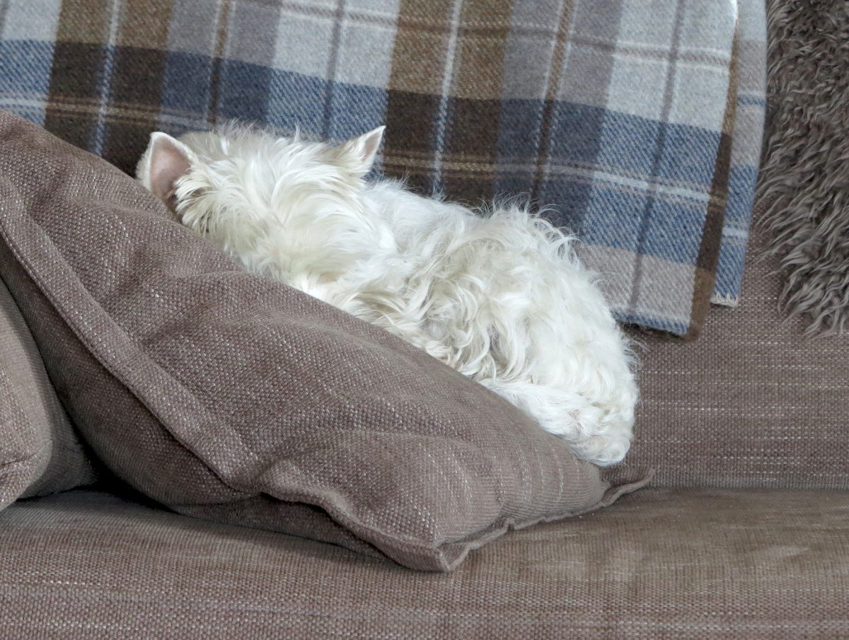 snoozing