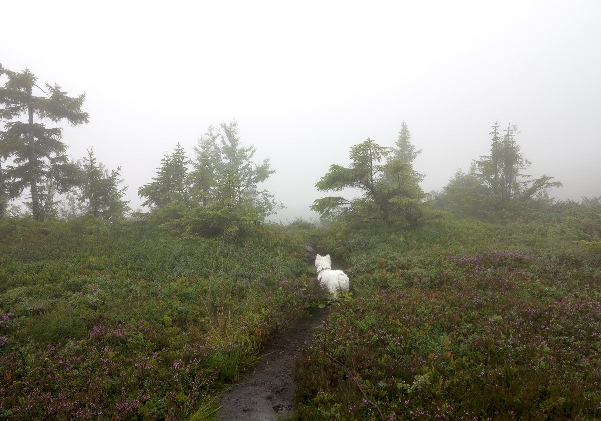 fog