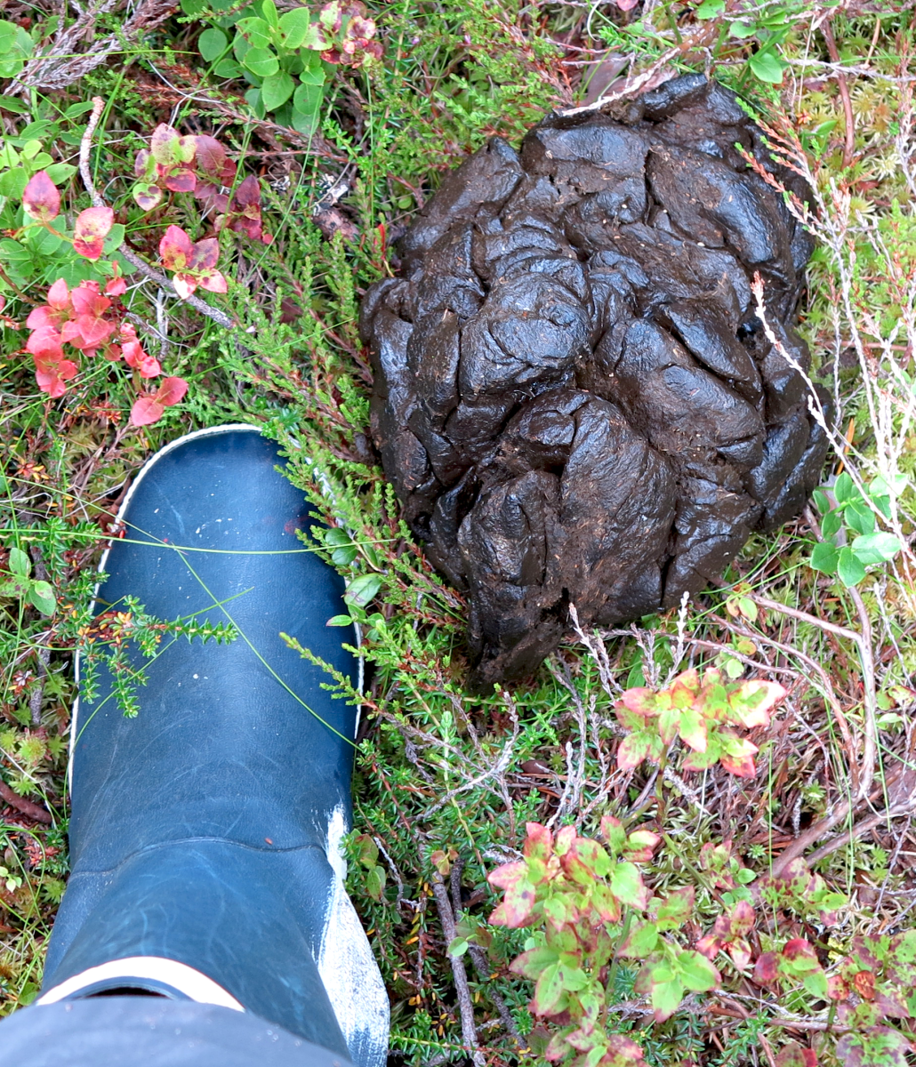 big poop