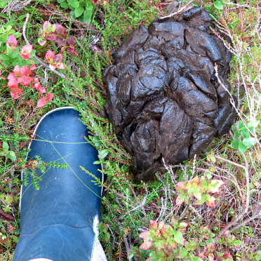 big poop