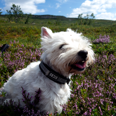 in the heather
