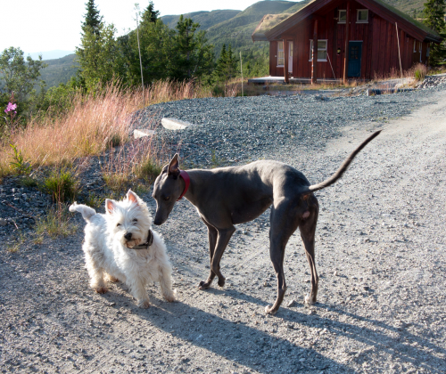 whippet and westie