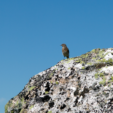 Northern wheatear