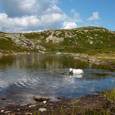 my lake