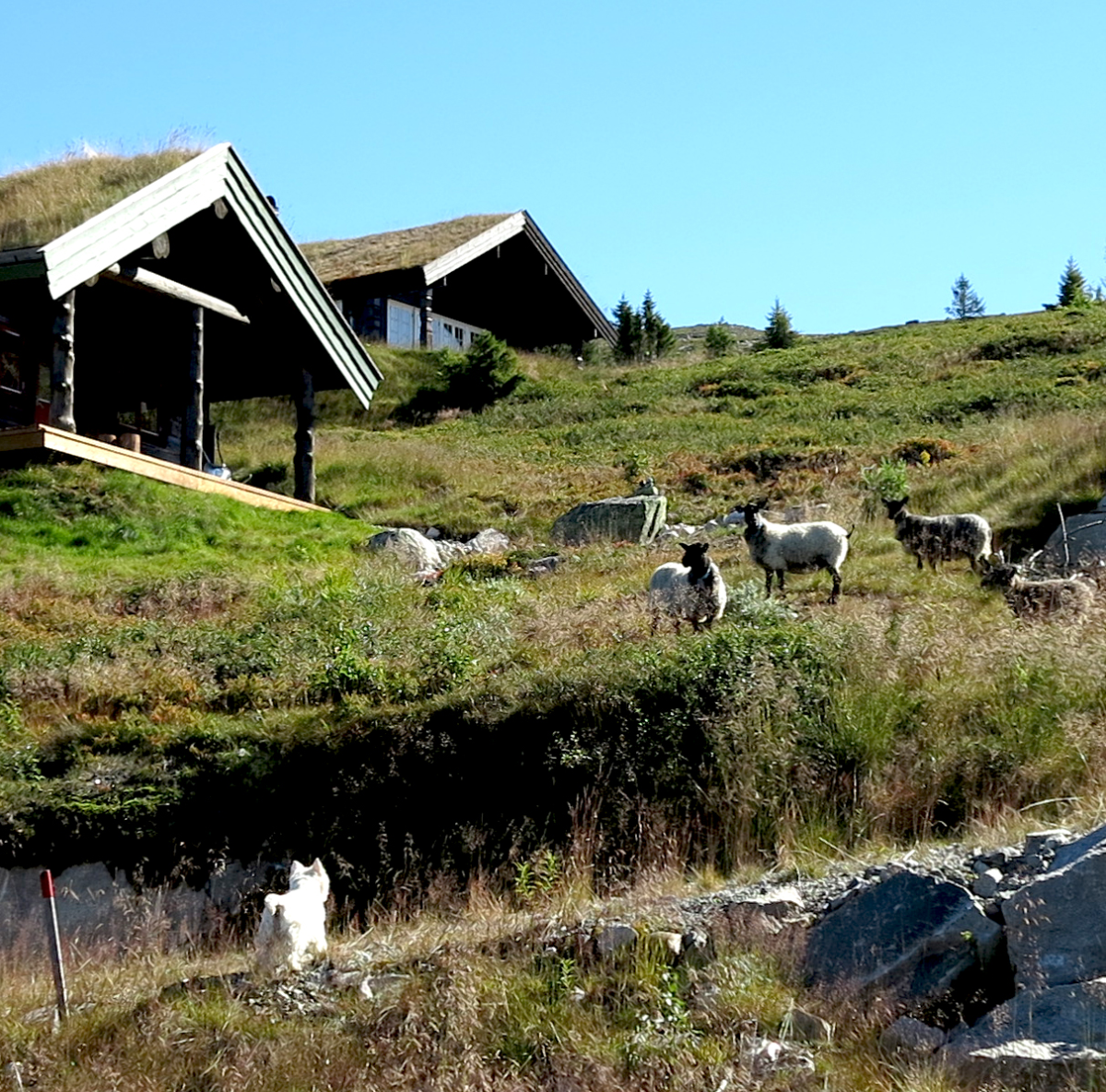 connie sees sheep. sheep sees connie.