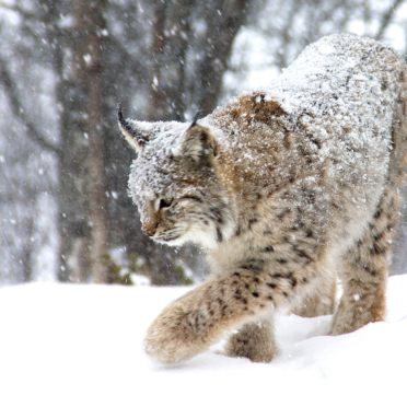lynx