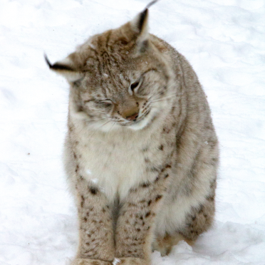 lynx