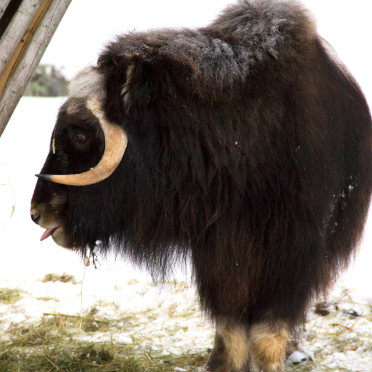 mosk ox