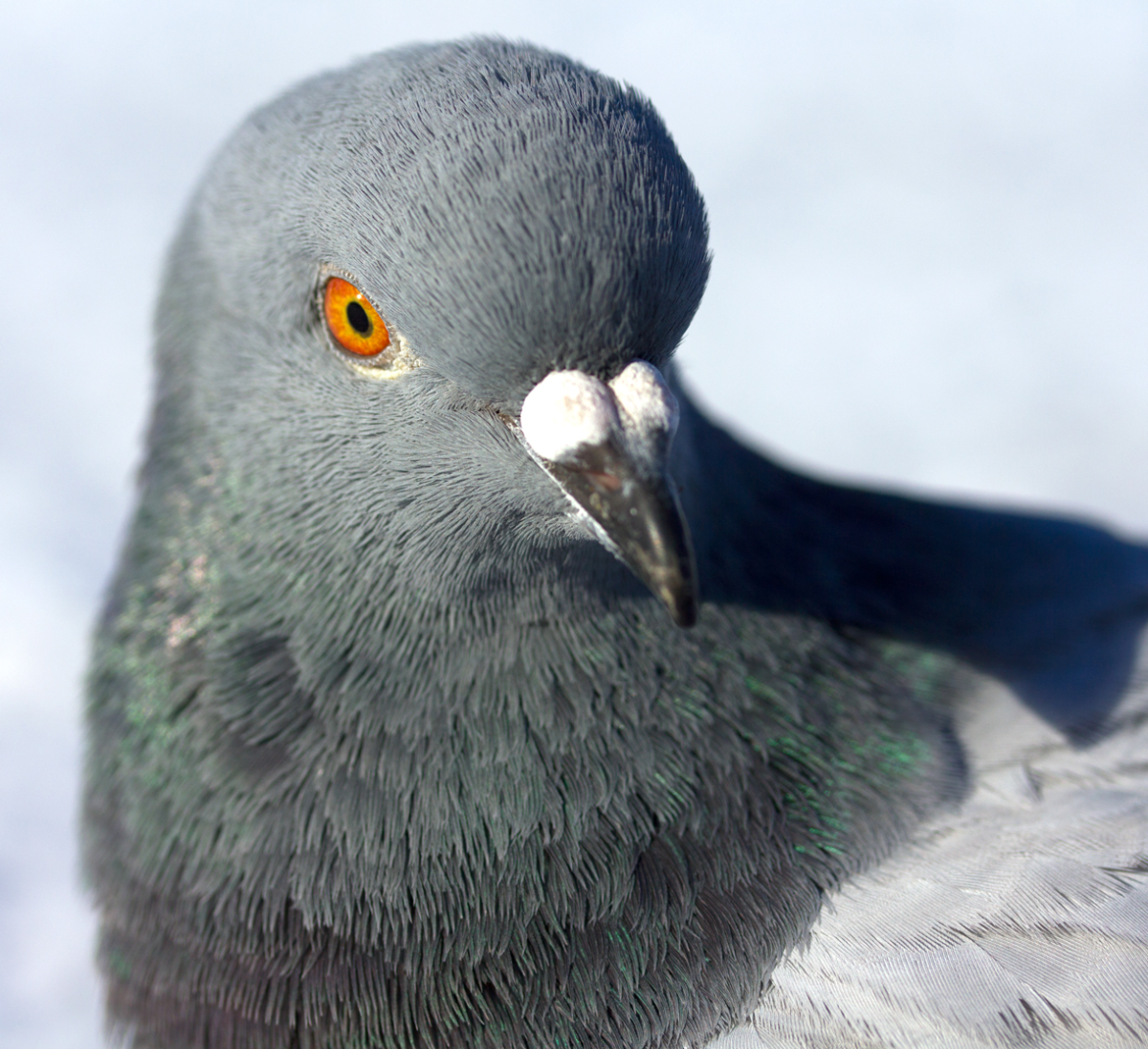 rock pidgeon