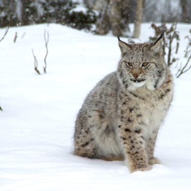 lynx