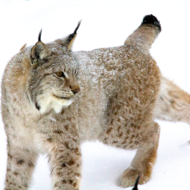 lynx