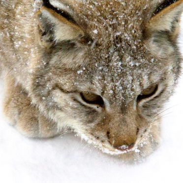 lynx