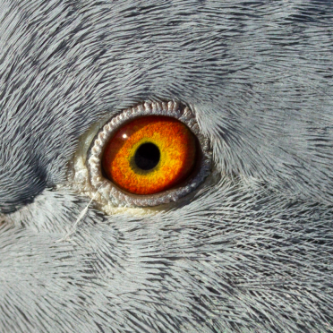 rock pidgeon