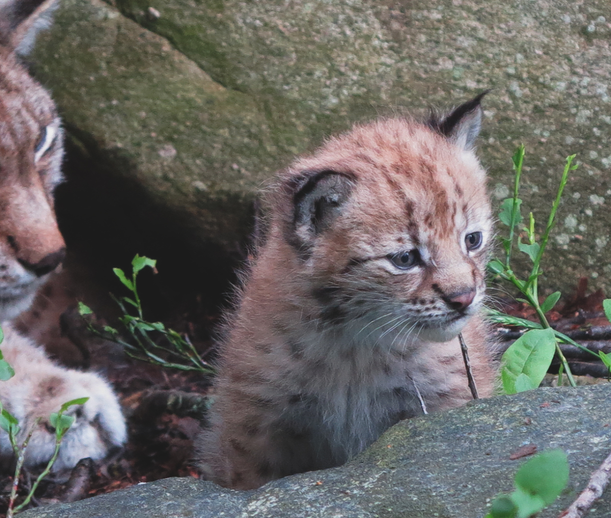 European lynx with kittens