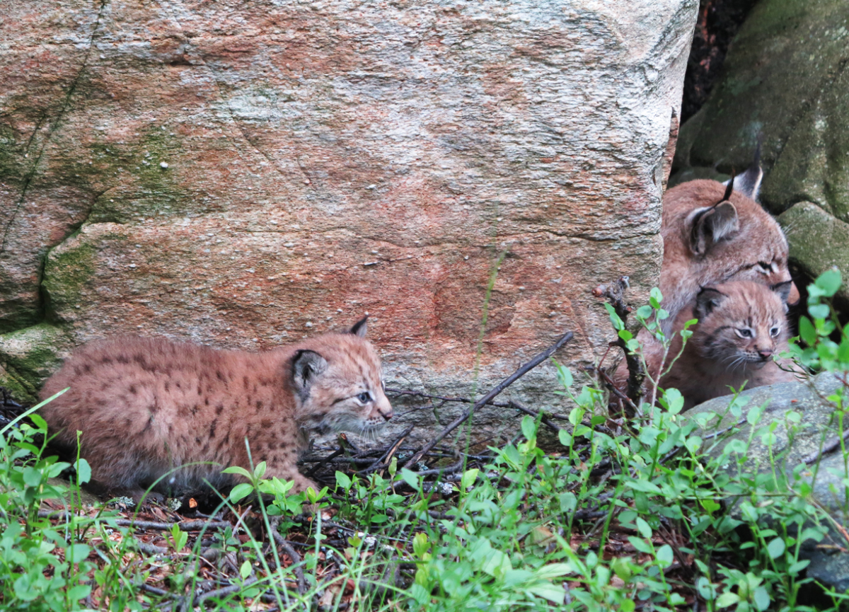 European lynx with kittens