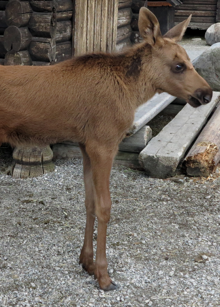 elk calf