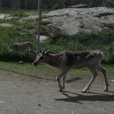 predator and prey