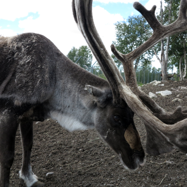 reindeer