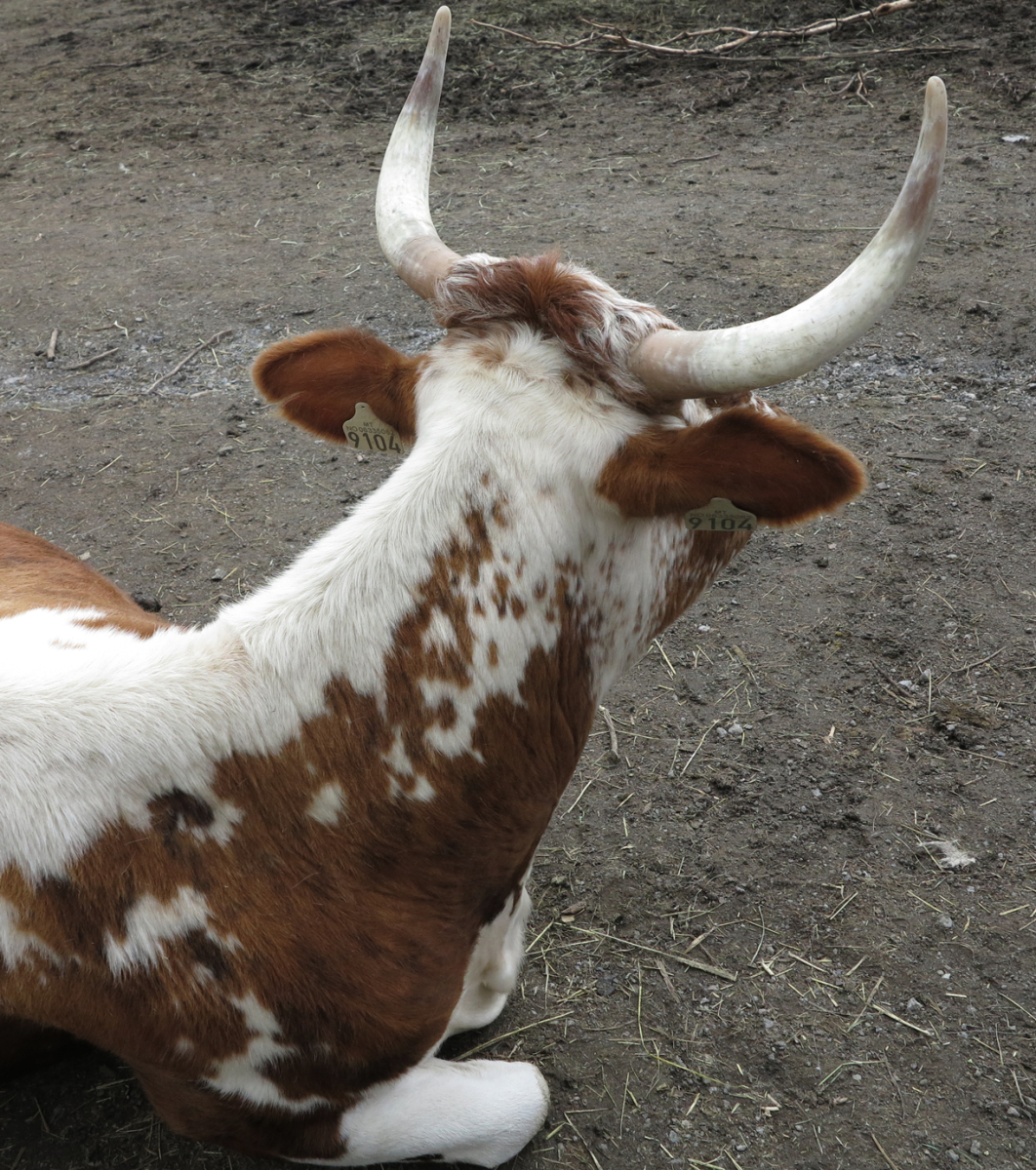 cow