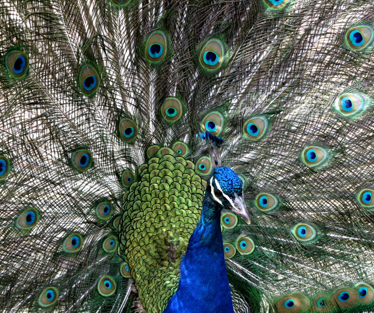 peacock