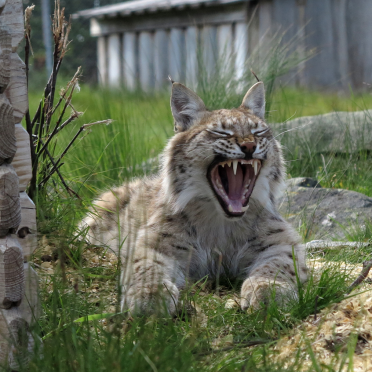 European lynx