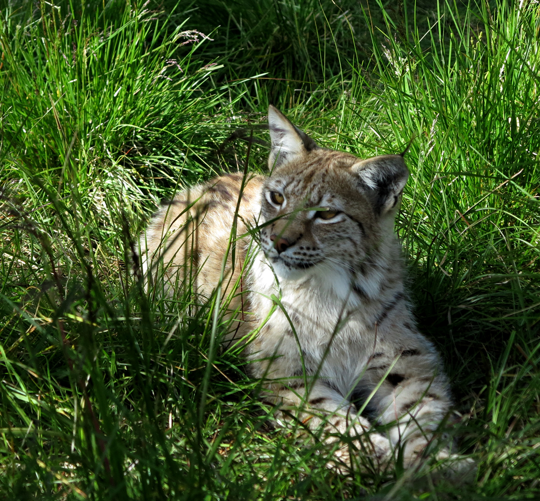 lynx