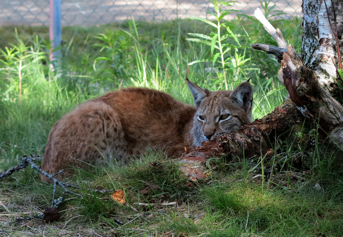 European lynx