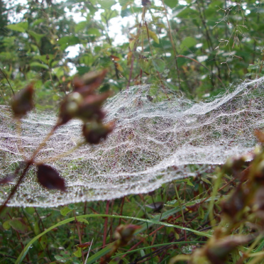 web