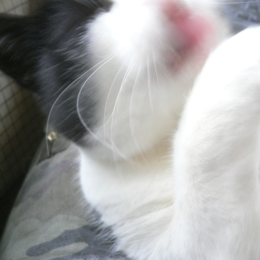 kitty