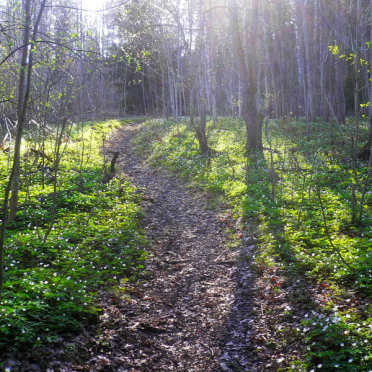 spring in the woods