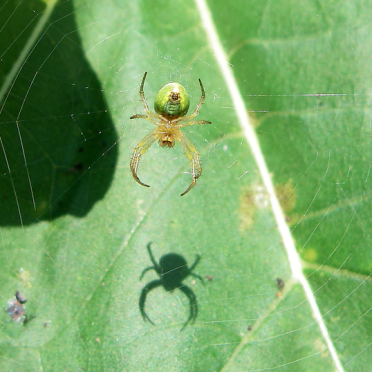 cucumber spider