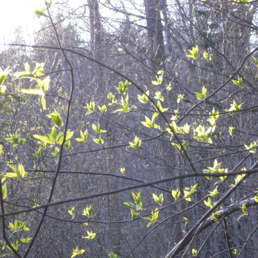 spring