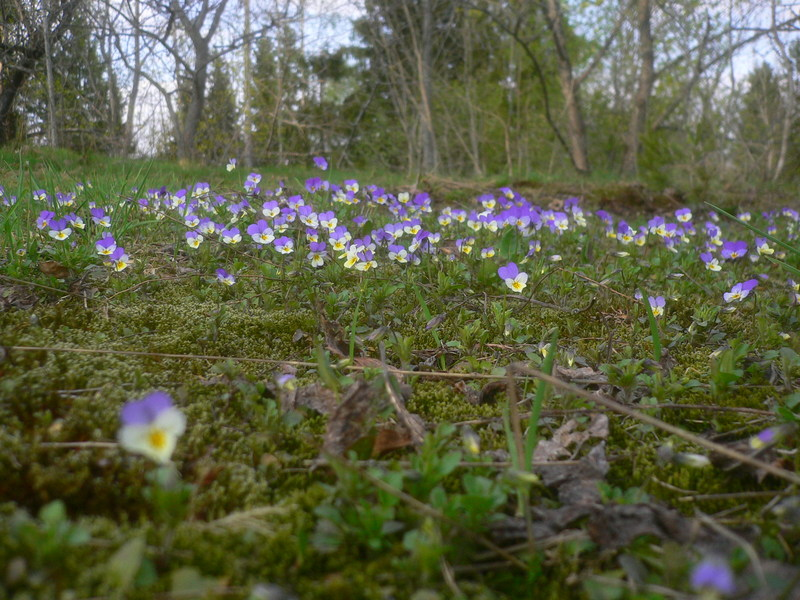 heartsease