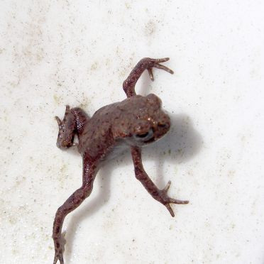 toad