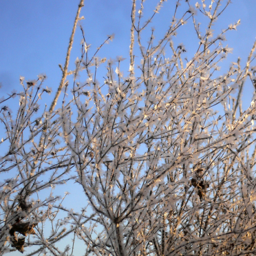 frost