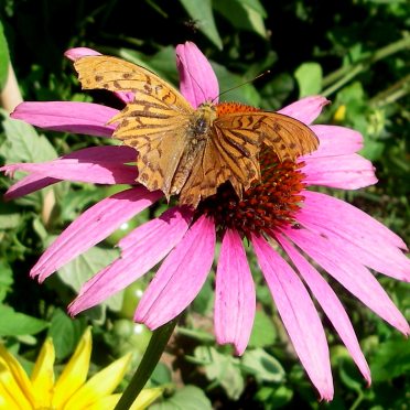 silver-washed fritillary