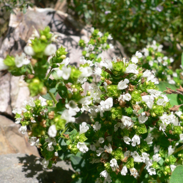oregano