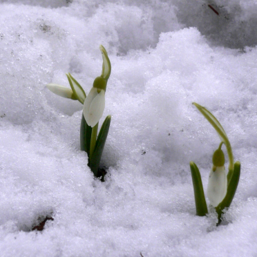 snowbells
