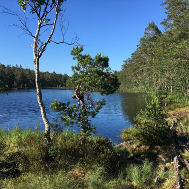 vardetjern