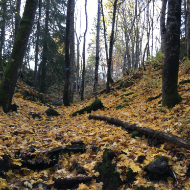 autumn i think