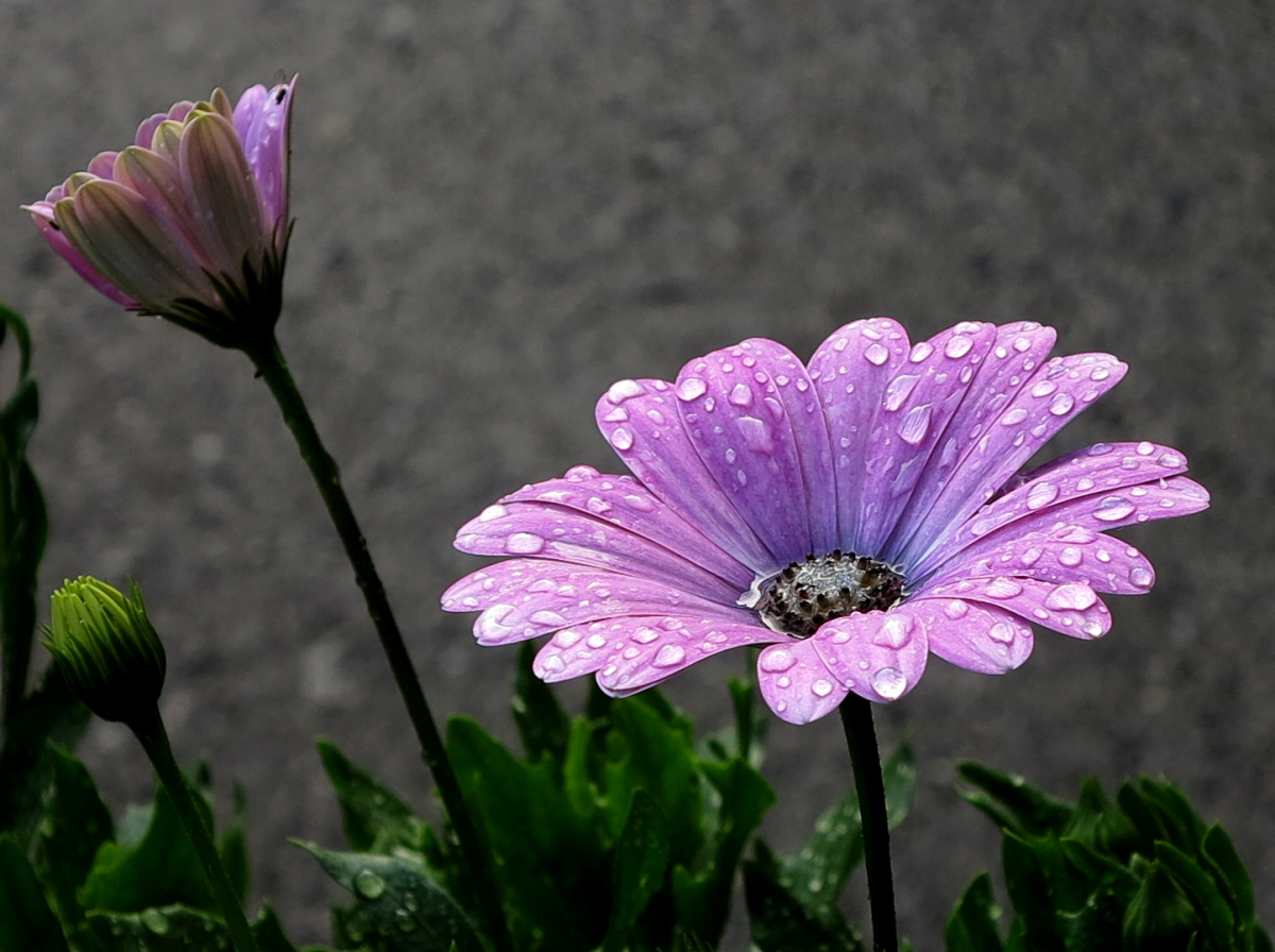 daisybush