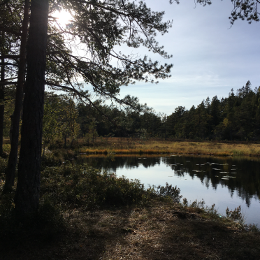 vardetjern