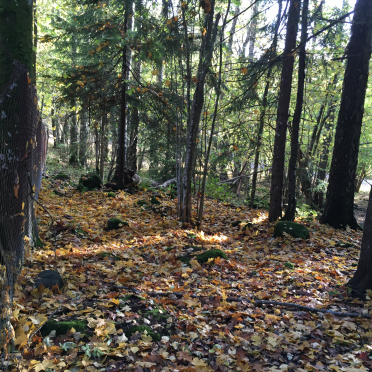 skaugumsåsen
