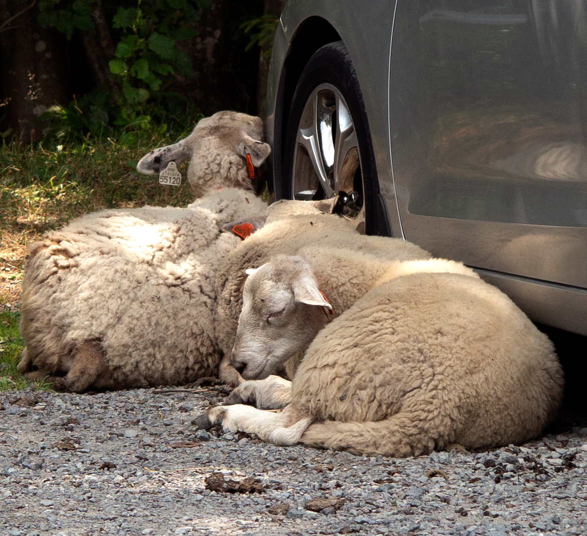 polish?