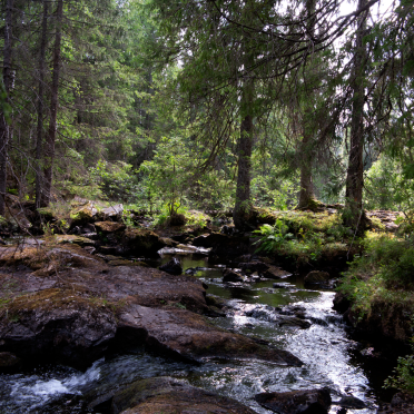 stream