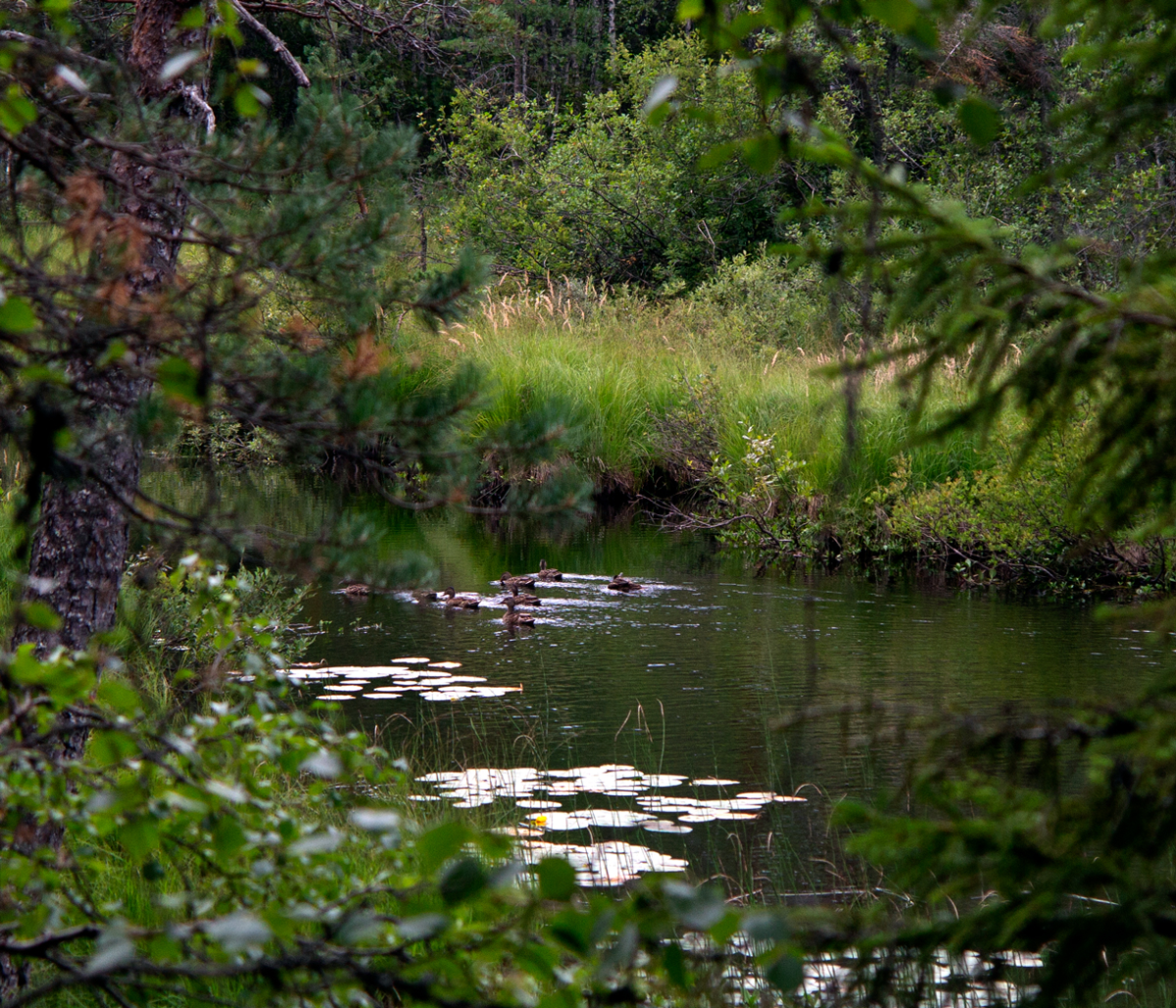 fløyta