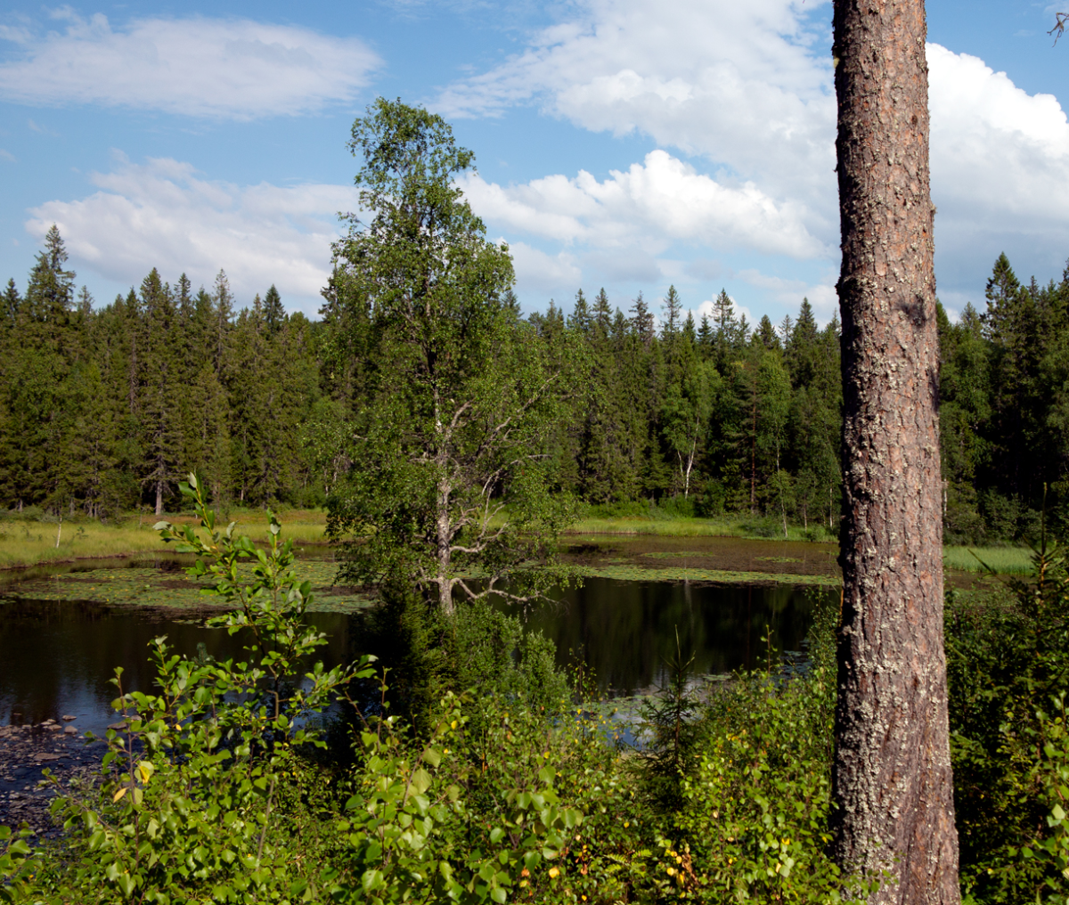 fløyta